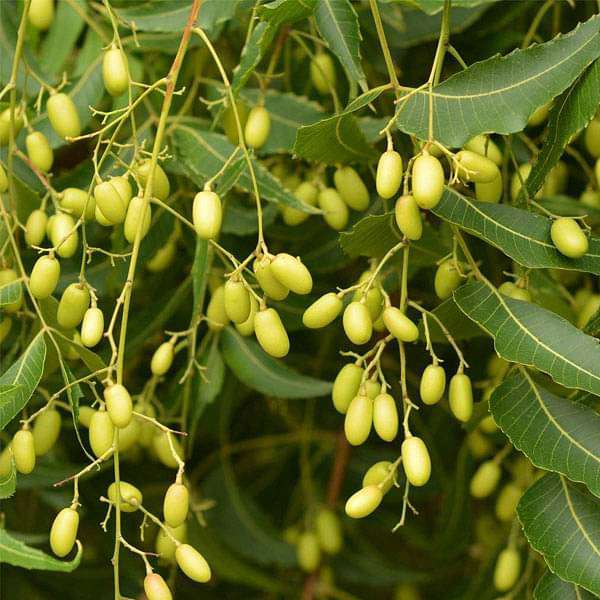 100% Pure African Neem Seed Oil [Concentrated]